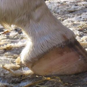 Nauč se dívat na kopyta I.