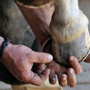 Nauč se dívat na kopyta II.